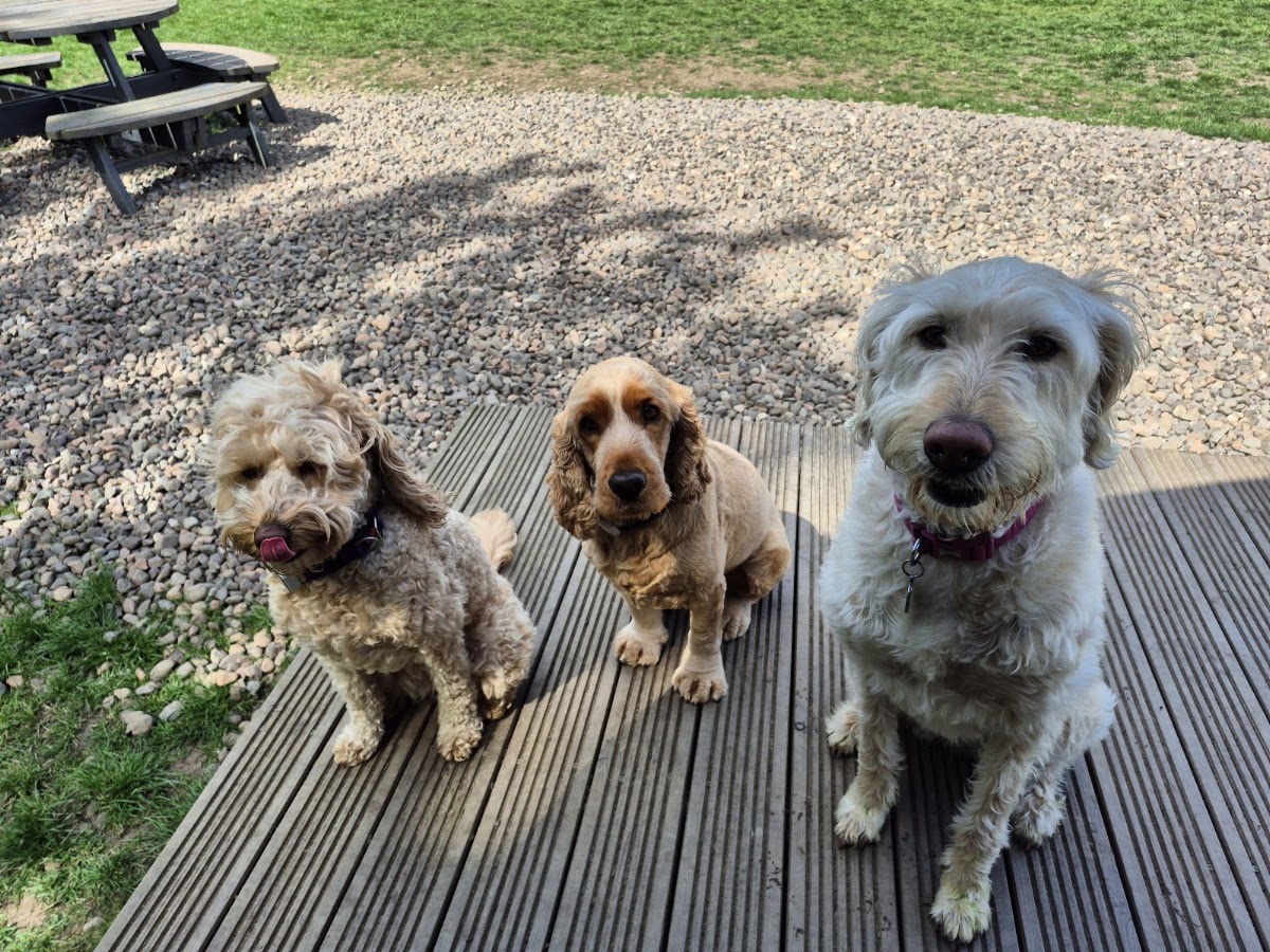 Barns Farm Dog Field secure private dog field in Burntisland, KY3 0RY