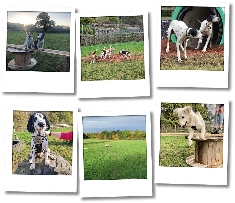 Dogs Go Doolally secure private dog field in Nottingham, NG16 4HJ