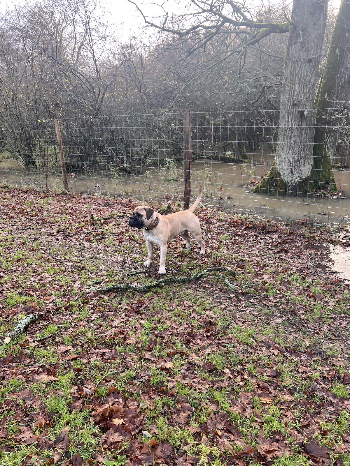 Clearwater Walkies secure private dog field in Rocky Ln, RH16 4RX