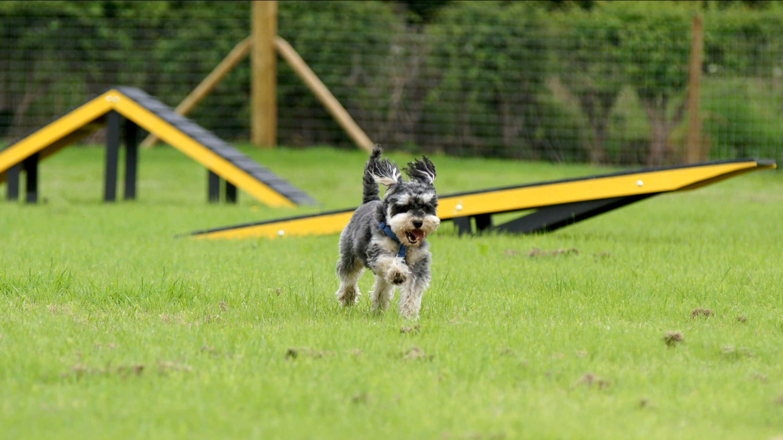 Great Budworth Dog Park secure private dog field in Northwich, CW9 6LS