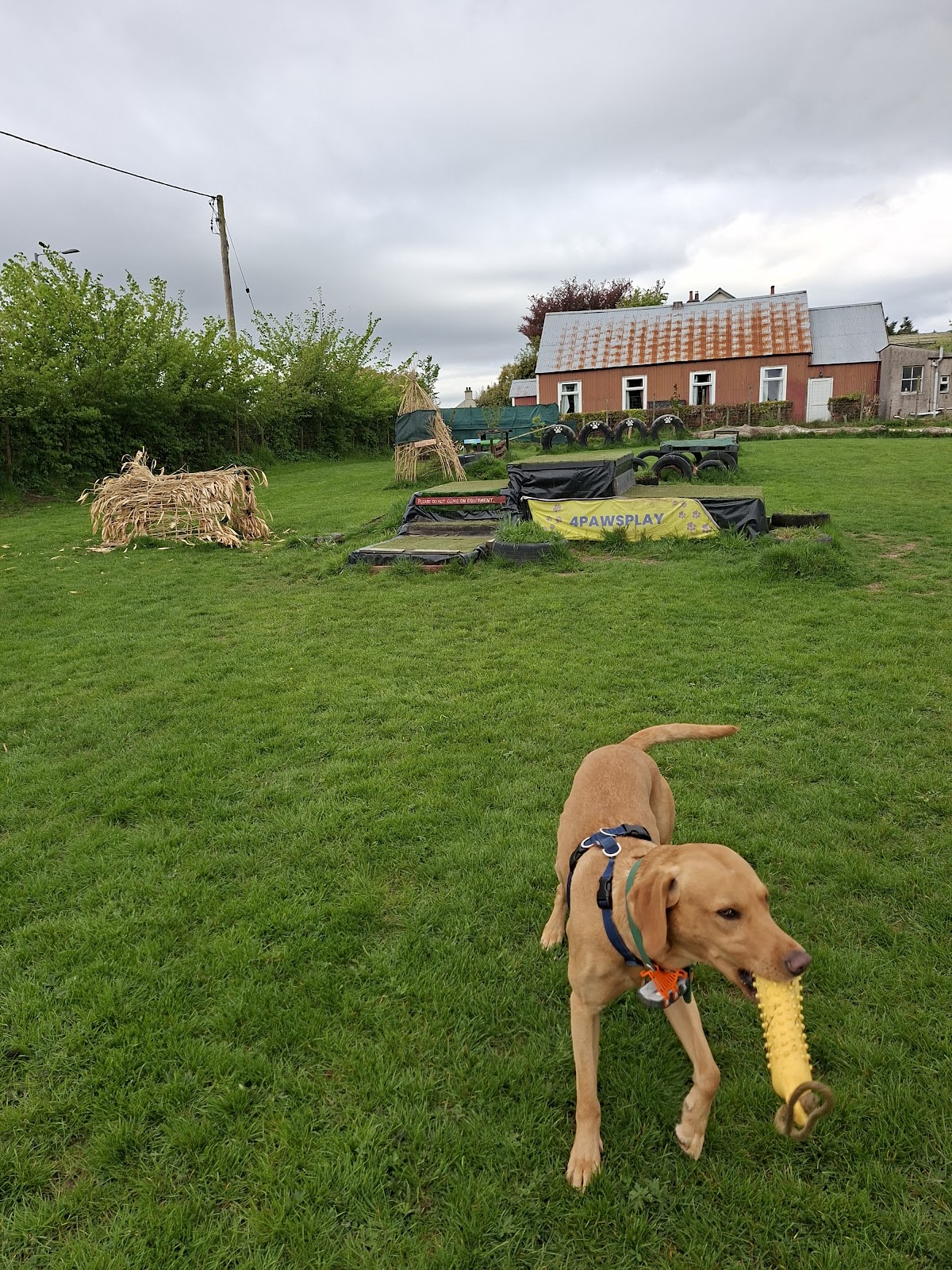4pawsplay secure private dog field in Dumfries, DG1 4LD