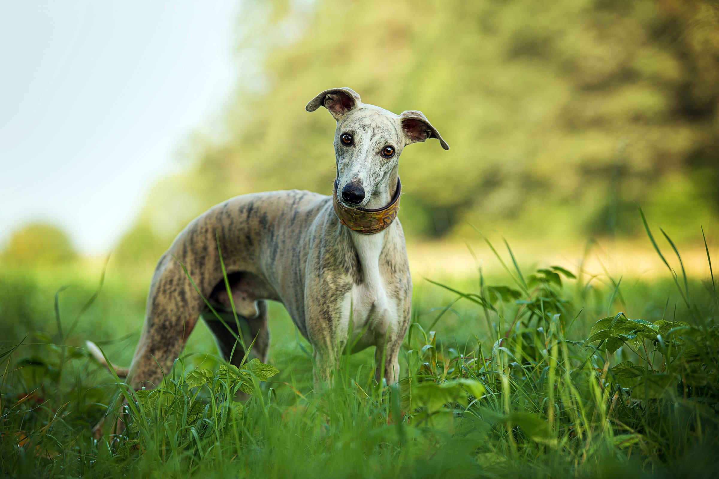Kilters Hounds secure private dog field in Truro, TR3 6EQ