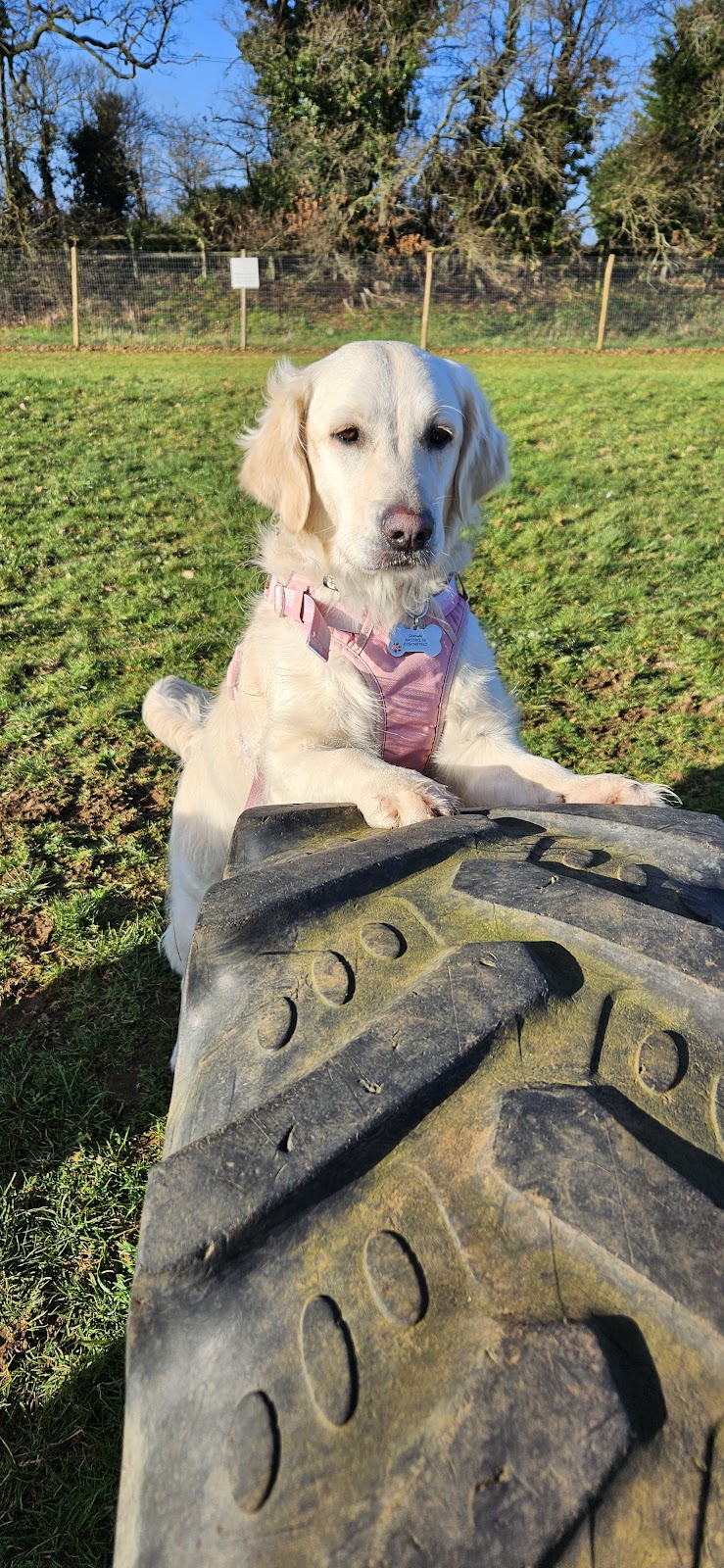 Winnies Walkies - Secure Dog Field secure private dog field in Milton Keynes, MK17 9AH