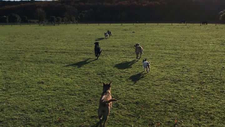 Rosie’s chums - West Sussex secure private dog field in Chichester, PO18 9JW