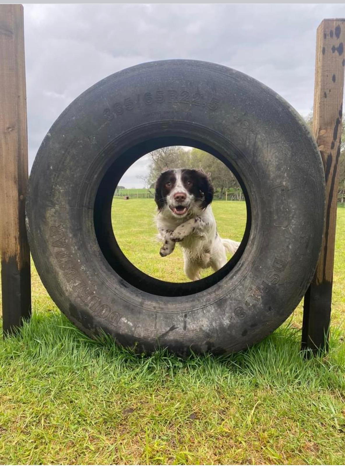 Paws Unleashed secure private dog field in Lanark, ML11 0JU