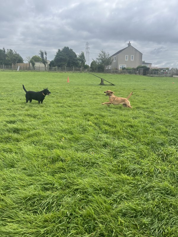 Pawprints Pet Boarding secure private dog field in Workington, CA14 4LA