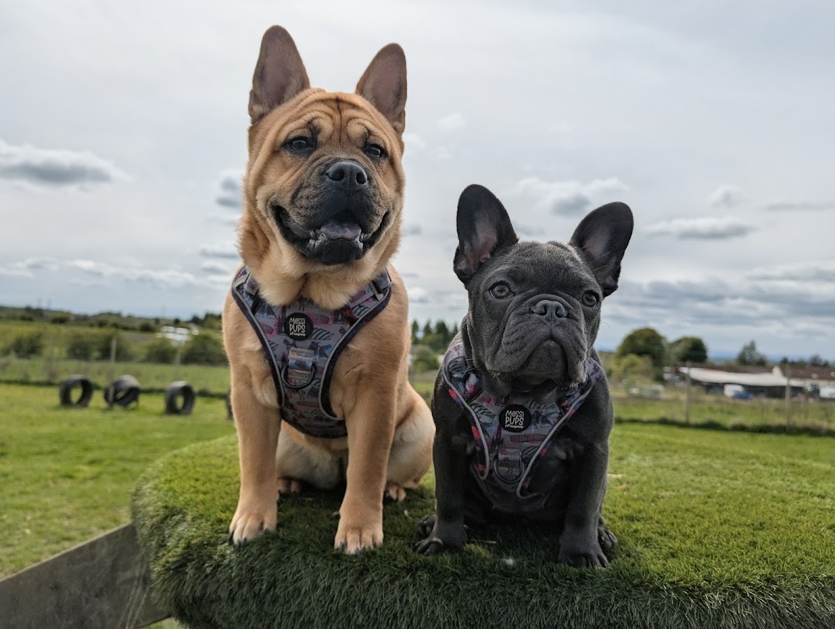 K9 Fun Park secure private dog field in Airdrie, ML6 7SS