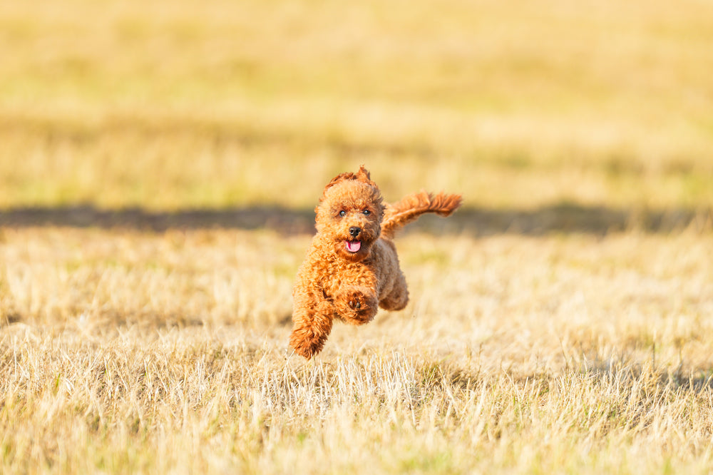 Bromsgrove Secure Dog Field secure private dog field in Bromsgrove, B61 9EL