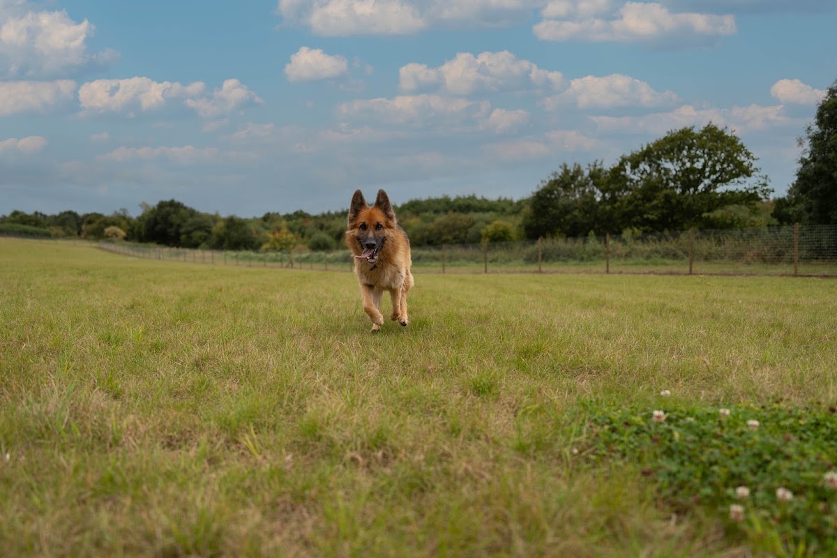 Perry Dog Field secure private dog field in Kidderminster, DY10 4HY