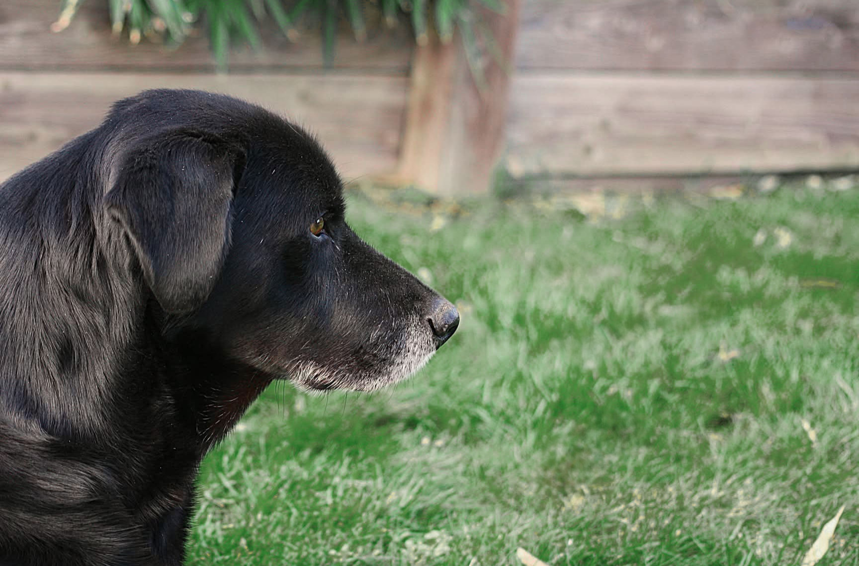 Eastlands Paddocks secure private dog field in Worthing, BN12 6PB