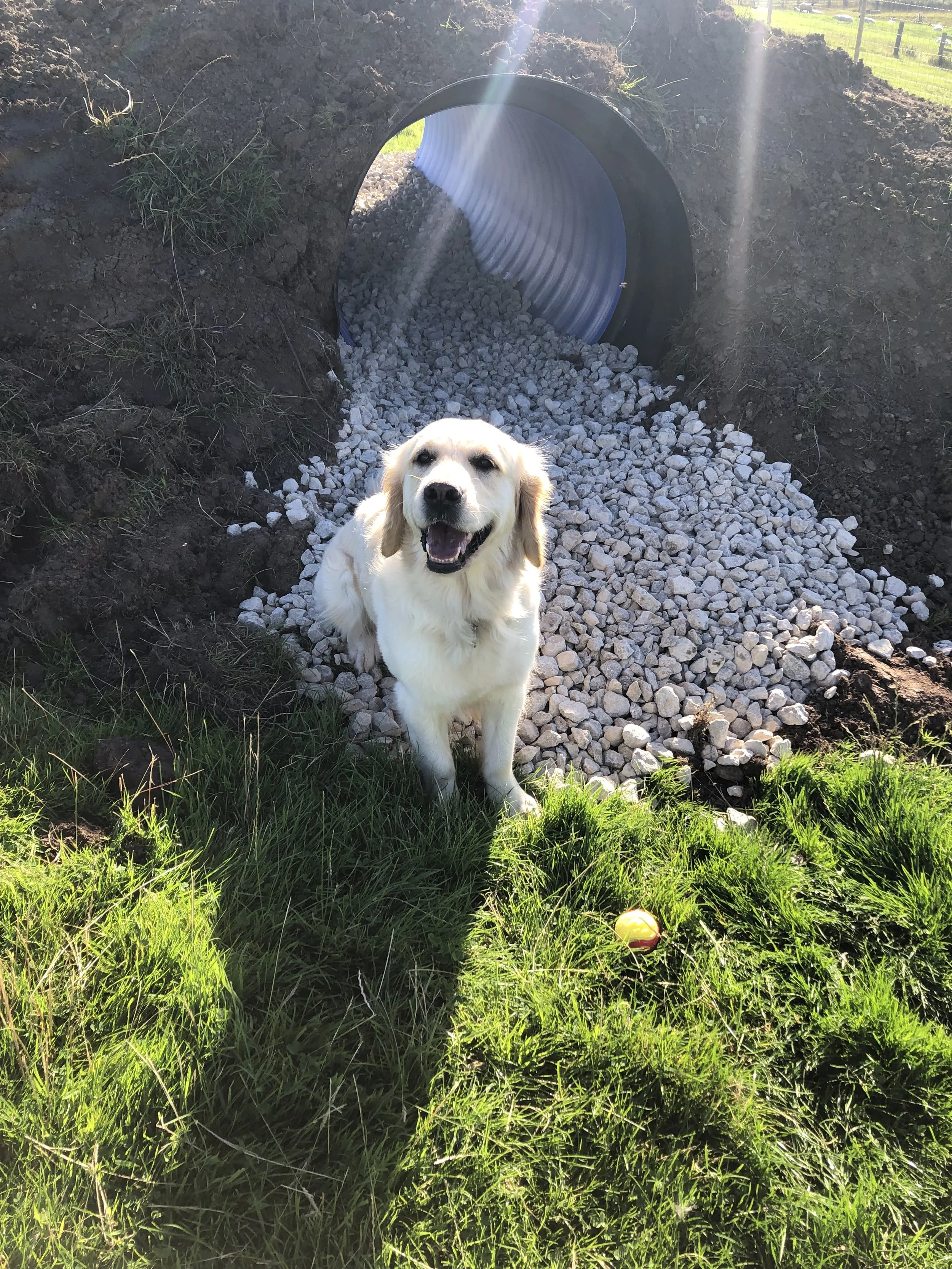 Saltburn K9 Adventure Park secure private dog field in Saltburn-by-the-Sea, TS12 2QS
