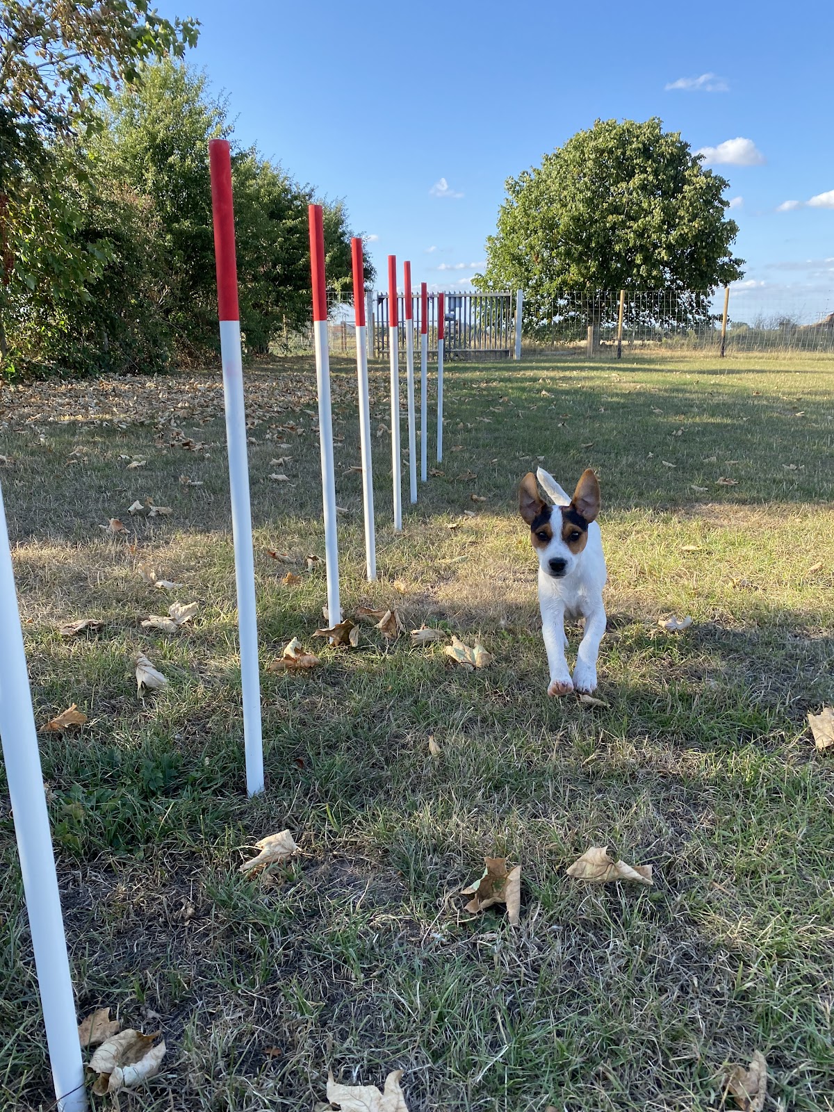 Wheatcroft Farm Dog Park secure private dog field in Nuneaton, CV11 6JH