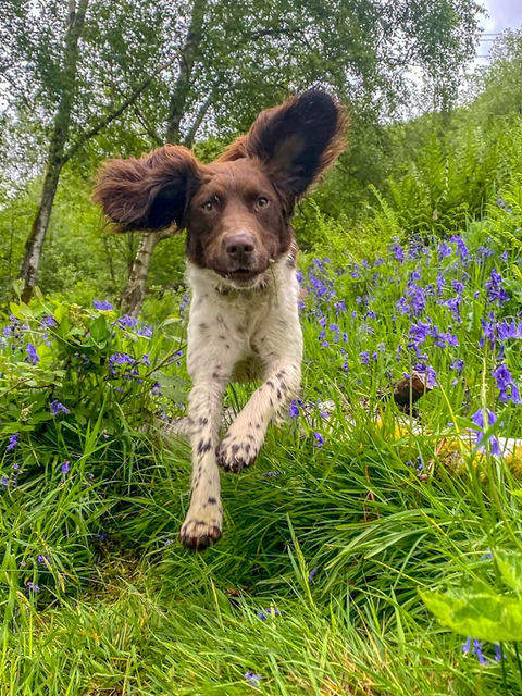 Leads Away Secure Hillside Dog Park secure private dog field in Hebden Bridge, HX7 6LR