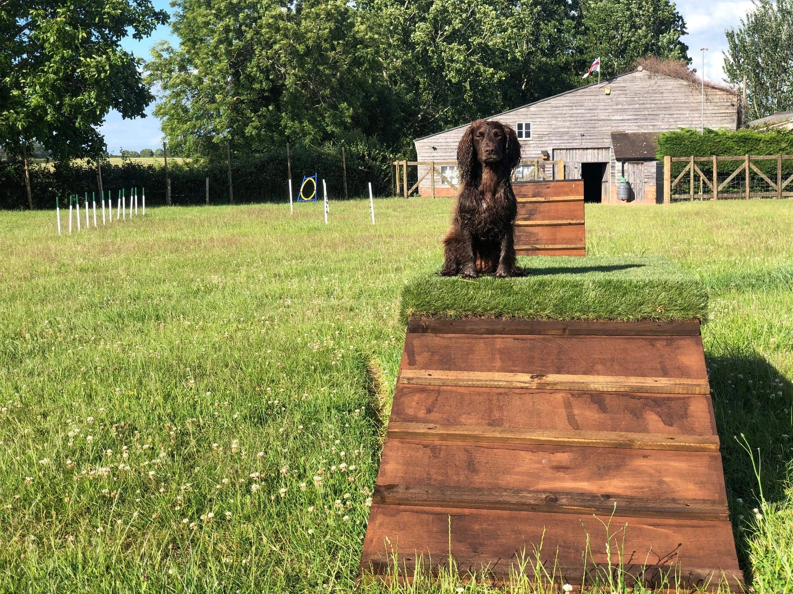 Snoopys Dog Park secure private dog field in Newent, GL18 1DJ
