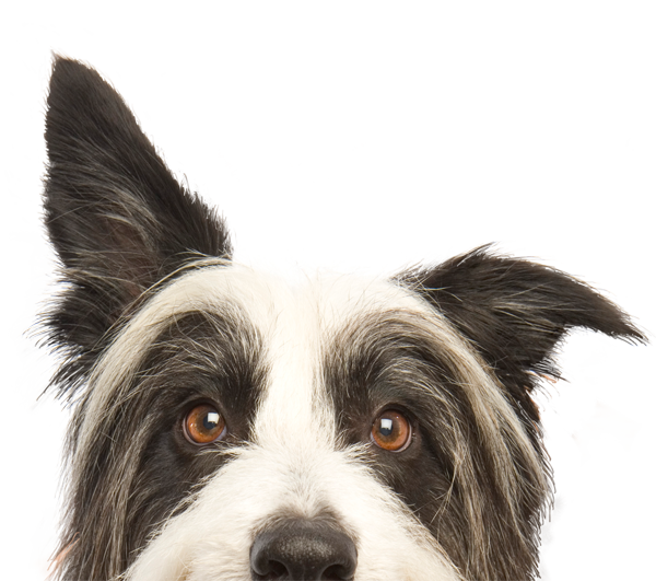 The Dog Park Rainhill secure private dog field in Prescot, L35 6NZ