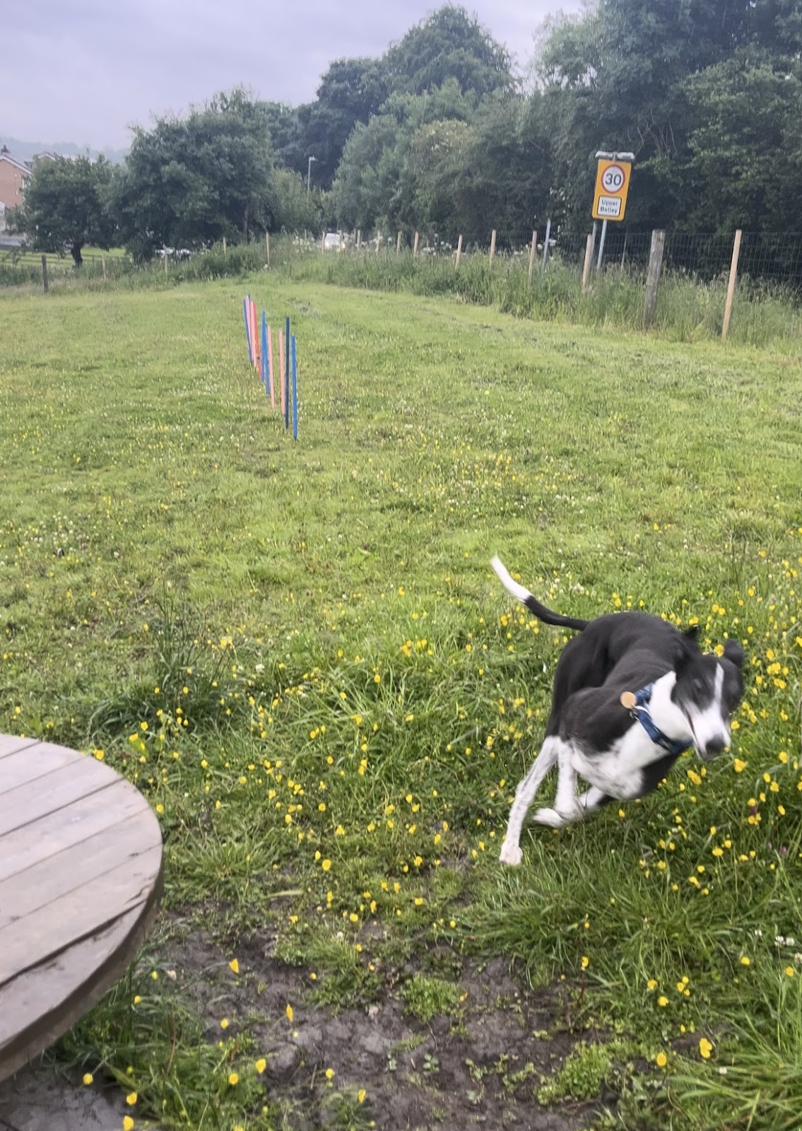 Take The Lead Dog Park secure private dog field in Batley, WF17 0AL