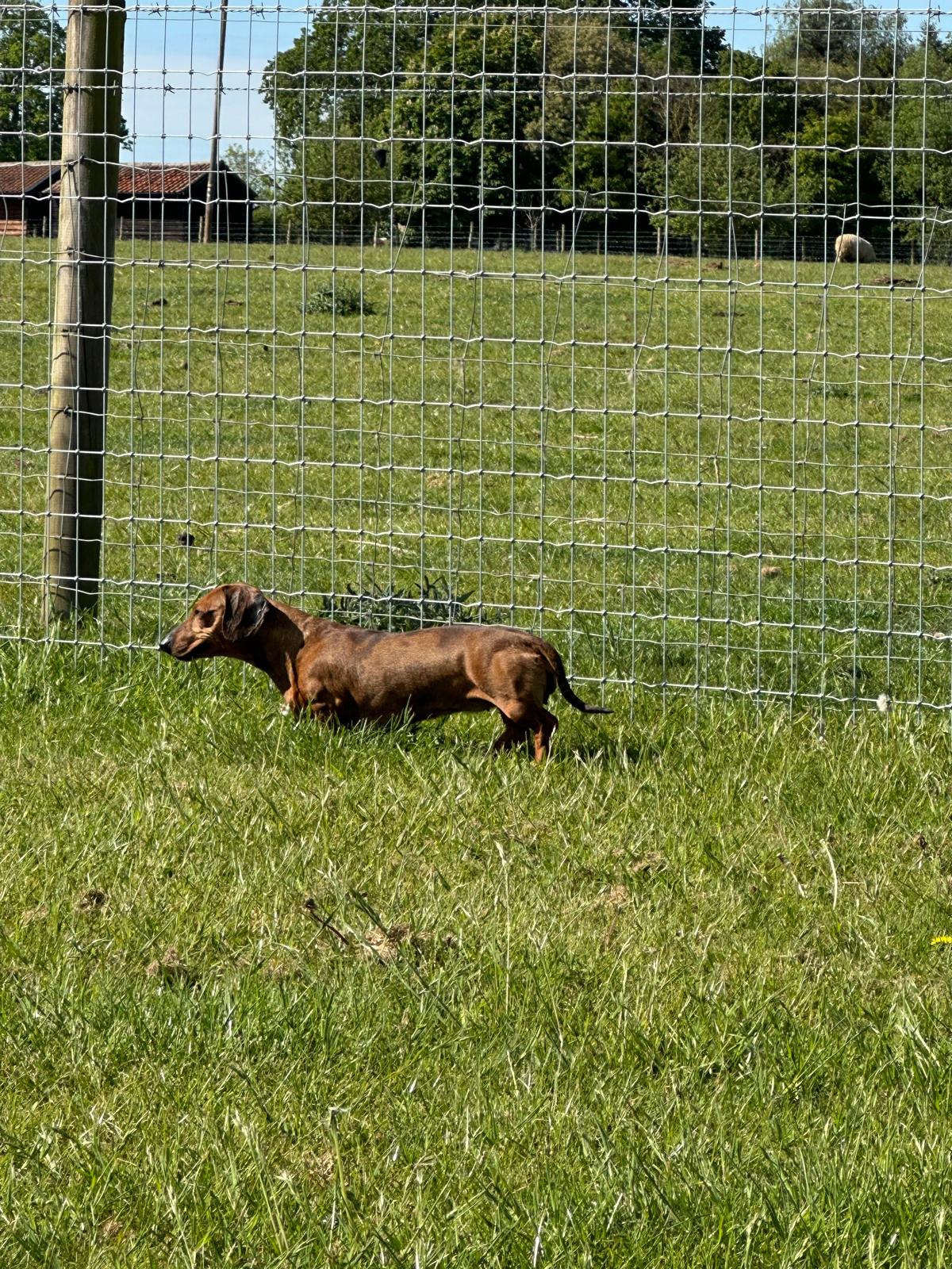 Walkies Nowton - Dog Walking Field secure private dog field in Bury Saint Edmunds, IP29 5ND