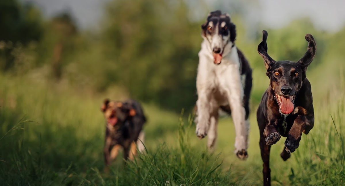 Windhover Walkies secure private dog field in Southend-on-Sea, SS3 0PU