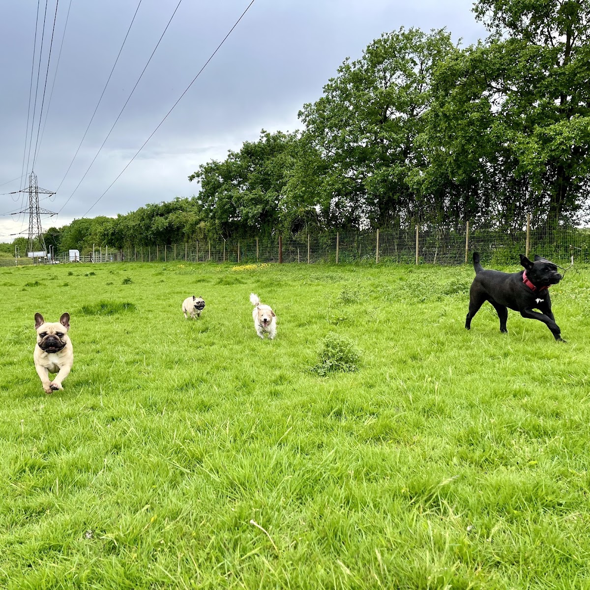 Bradshaws Bark Park secure private dog field in Burntwood, WS7 1YL