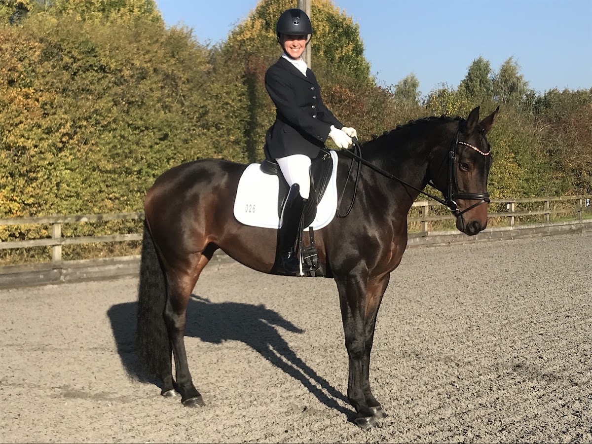 Swallowfield Equestrian Ltd secure private dog field in Rising Ln, B94 6JD
