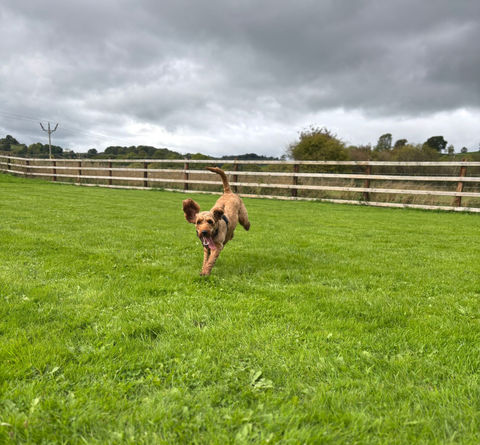 AKV Paws Secure Dog Walking Field secure private dog field in Montgomery, SY15 6NT