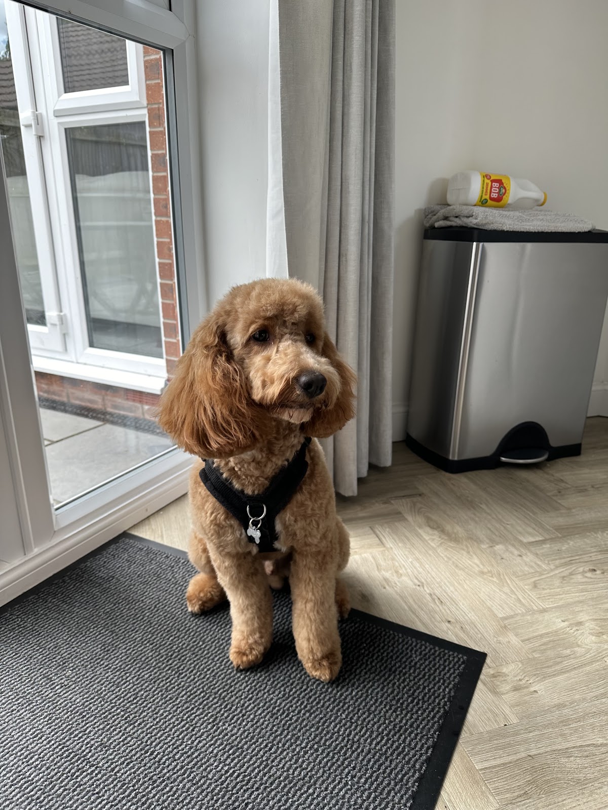 On All Pawz secure private dog field in Mansfield, NG19 8BE