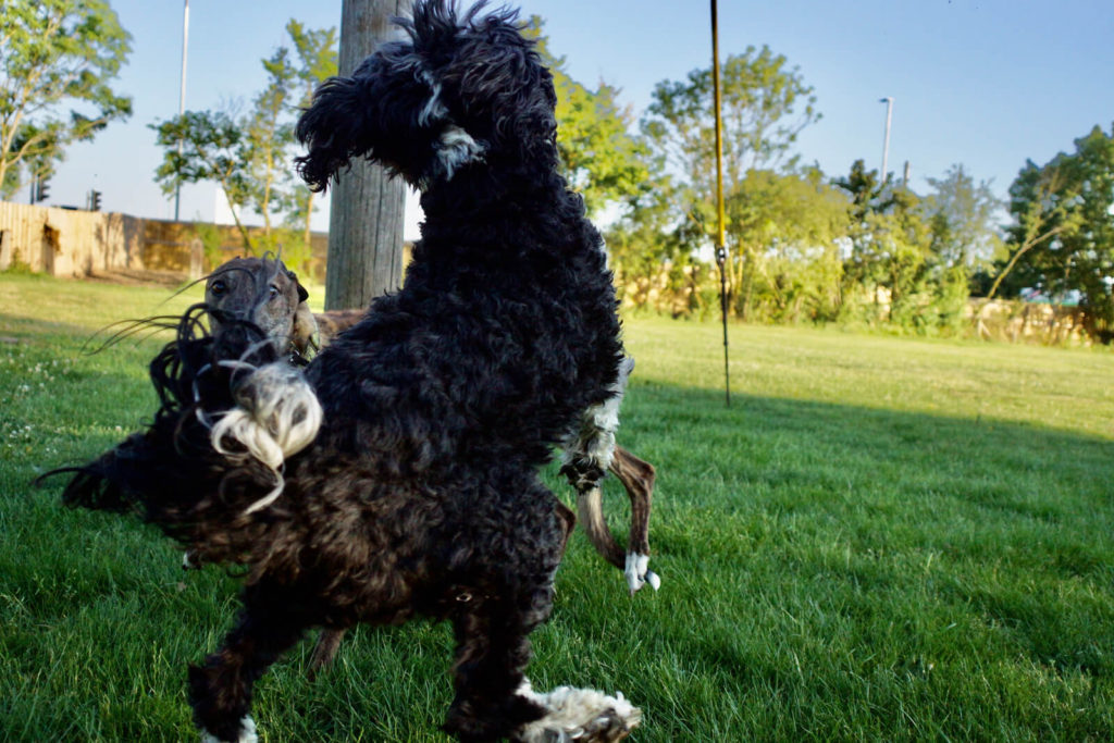 Field of Fun & Freedom secure private dog field in Swindon, SN3 4RS