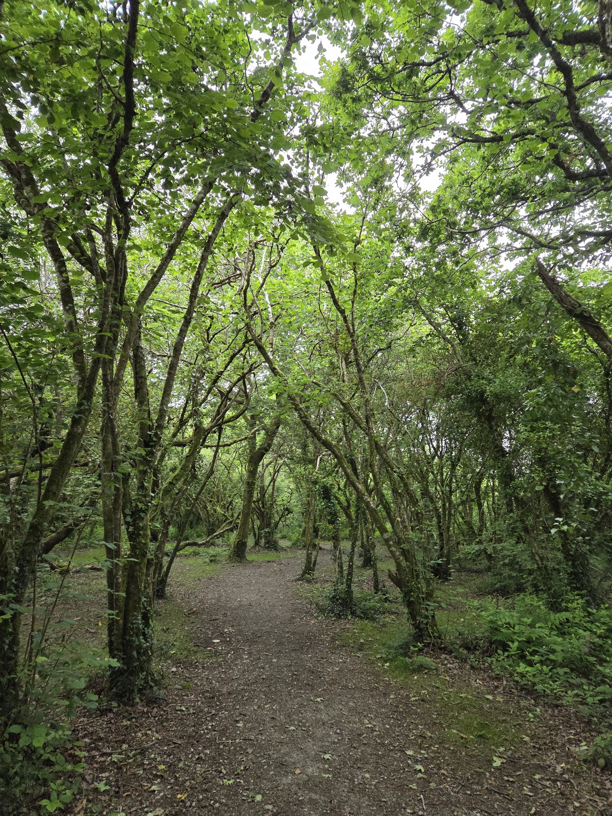 Knightswoods Welly Walk (Secure dog walk hire) secure private dog field in Knightswood, TR8 4LW