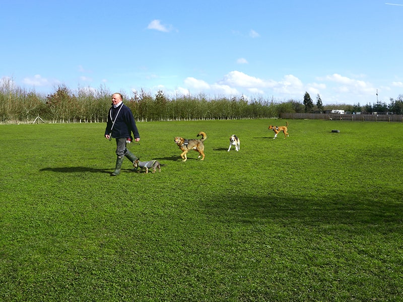 Highfield Happy Hounds secure private dog field in Northampton, NN6 0DL