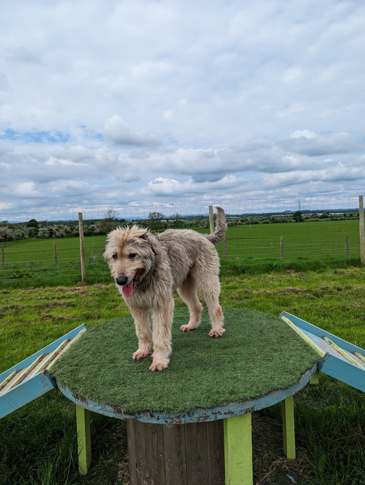 Lyneholme Farm secure private dog field in Carlisle, CA6 6AA