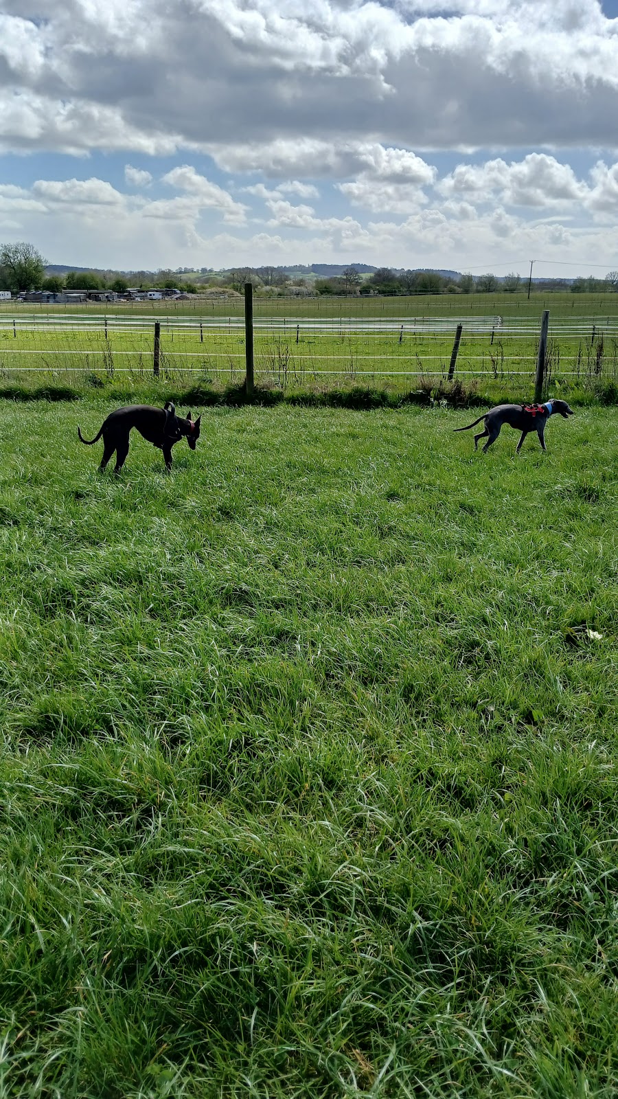 Hopwood Dog Run secure private dog field in Birmingham, B48 7AS