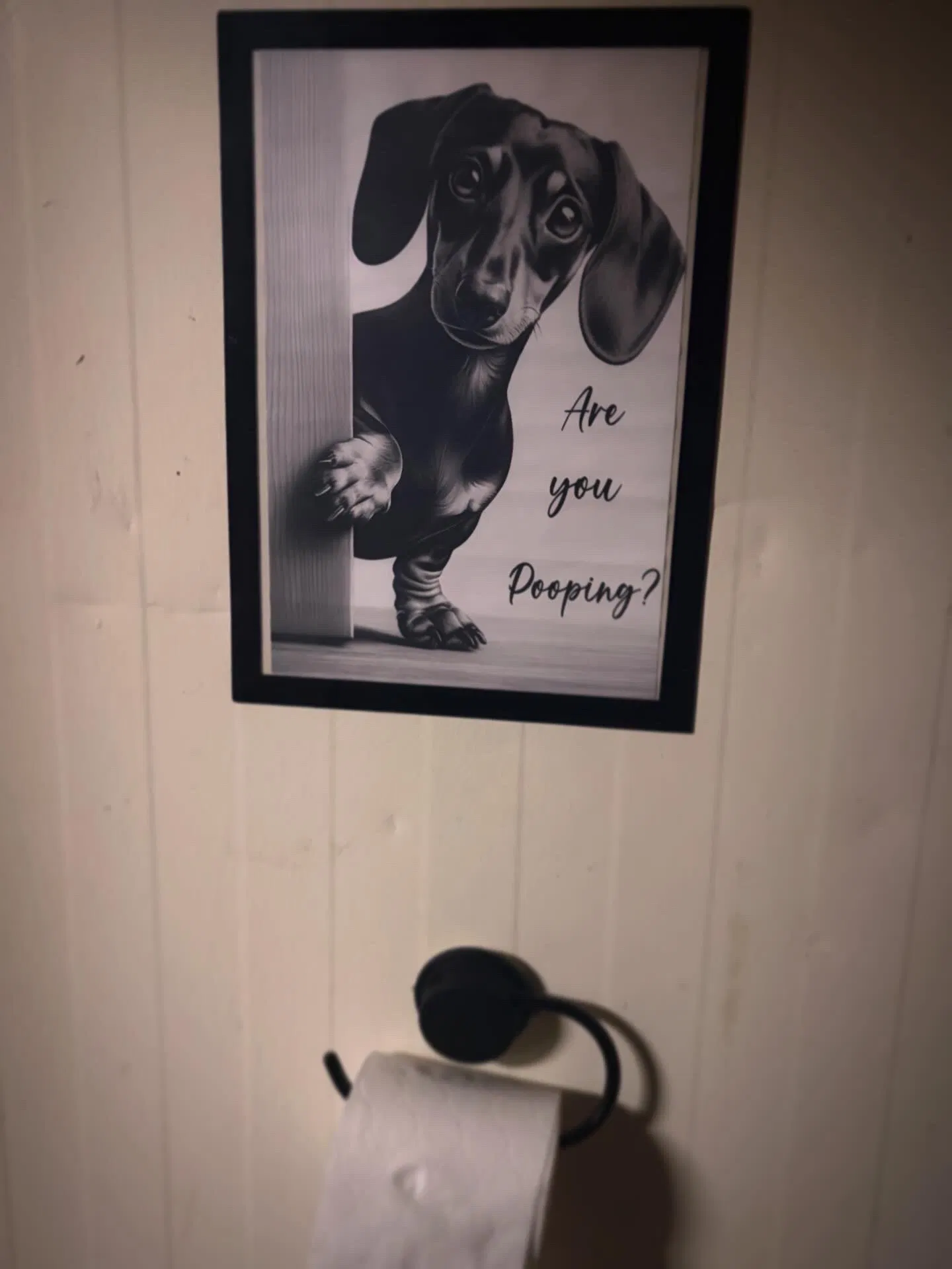 Sit.Stay.Play secure private dog field in Rhyl, LL18 2ED