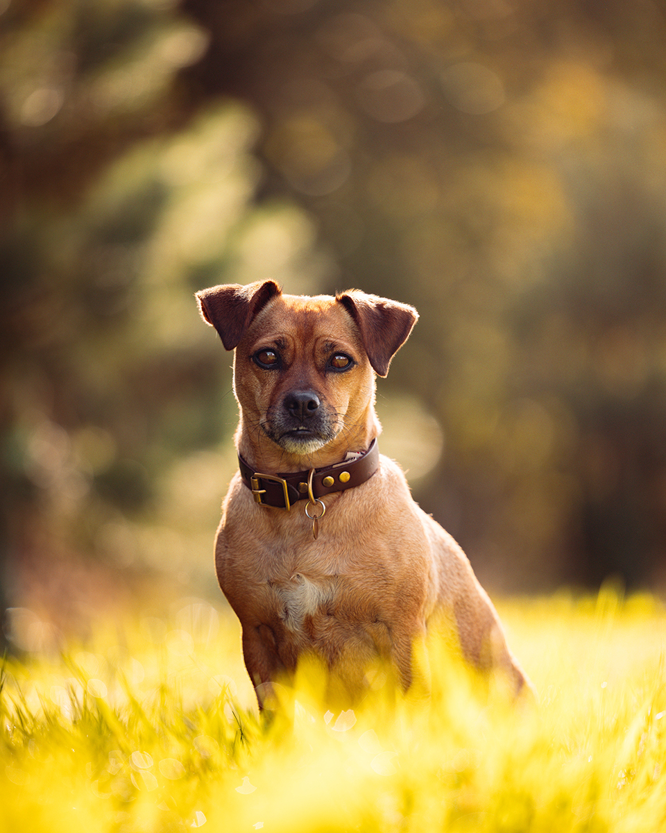 Fetch 52 secure private dog field in Ashbourne, DE6 3AB