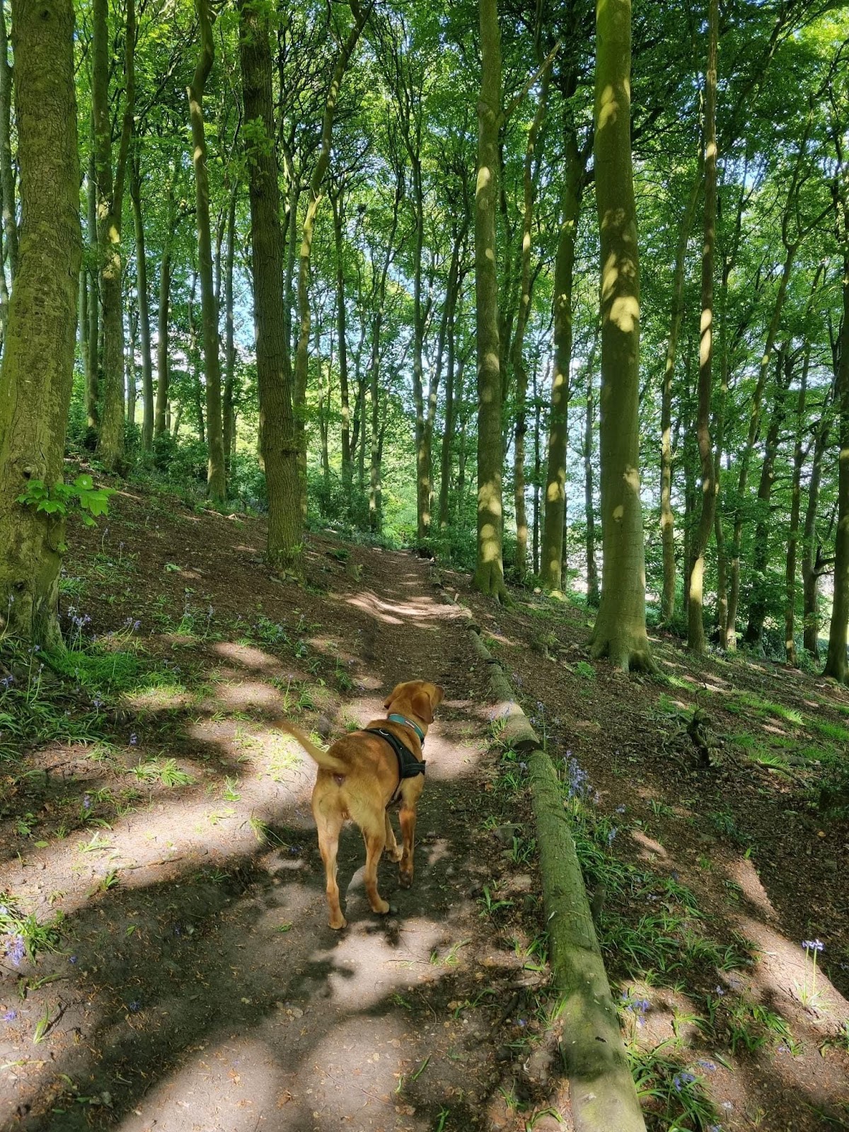 Private Woodland Walkies secure private dog field in Harden, BD16 1DQ