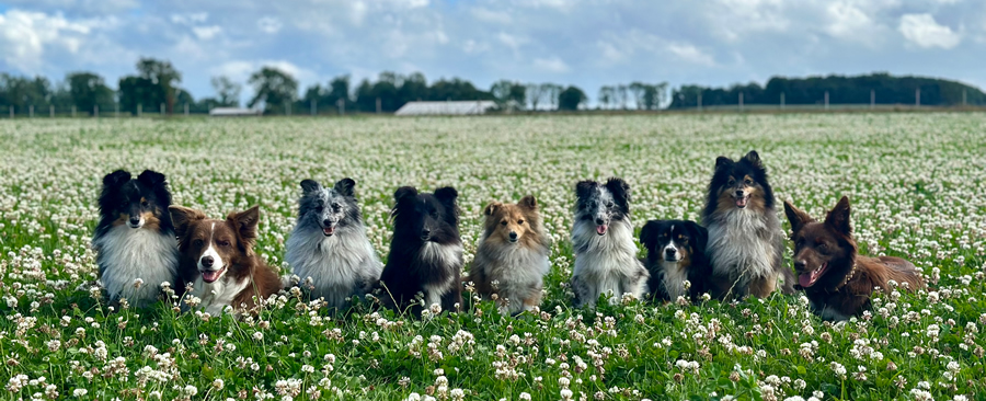 Emborough Farm Dog Exercise Area secure private dog field in Radstock, BA3 4UN