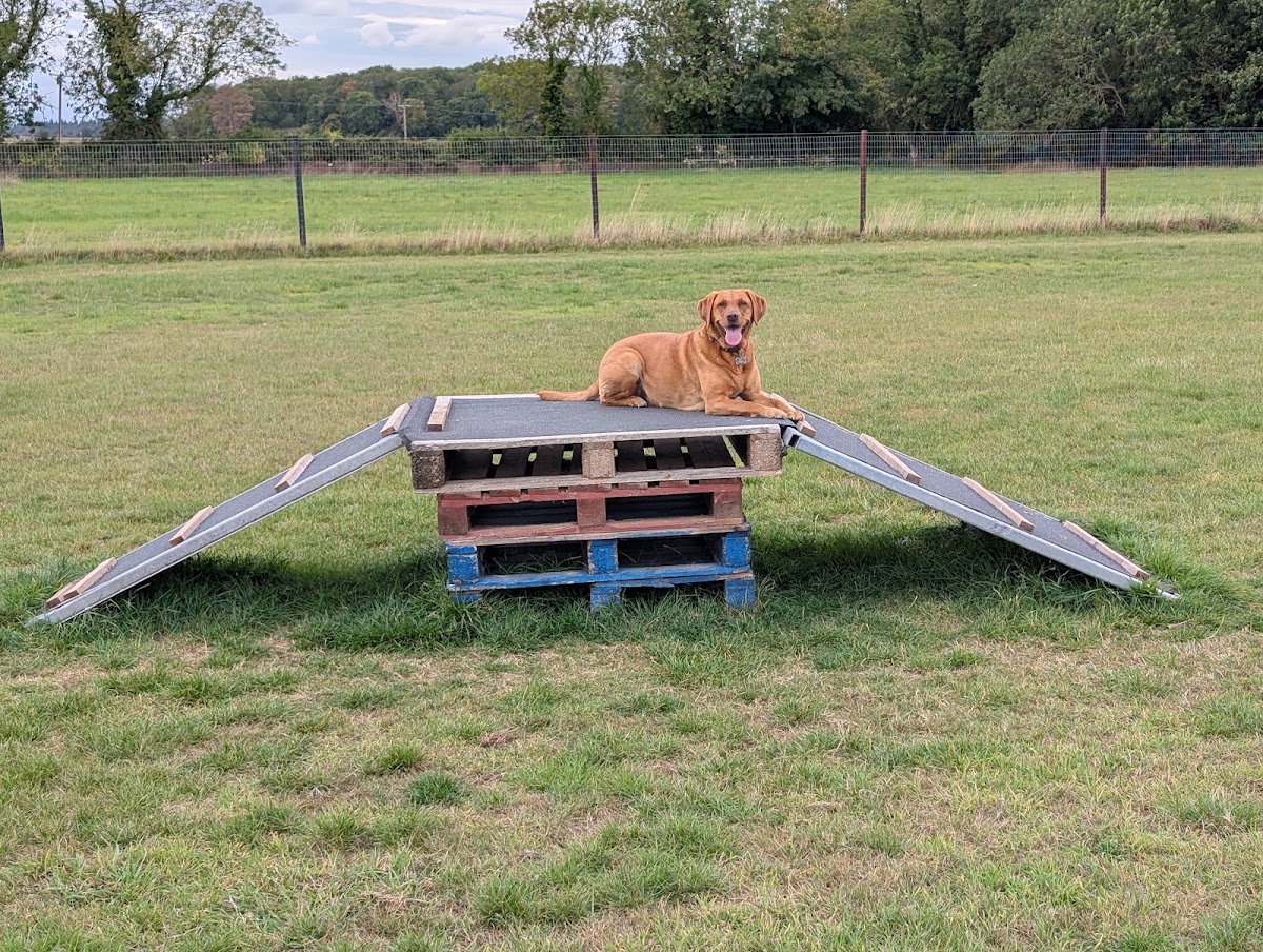 Marham & Shouldham Dog Park secure private dog field in Kings Lynn, PE33 9HT