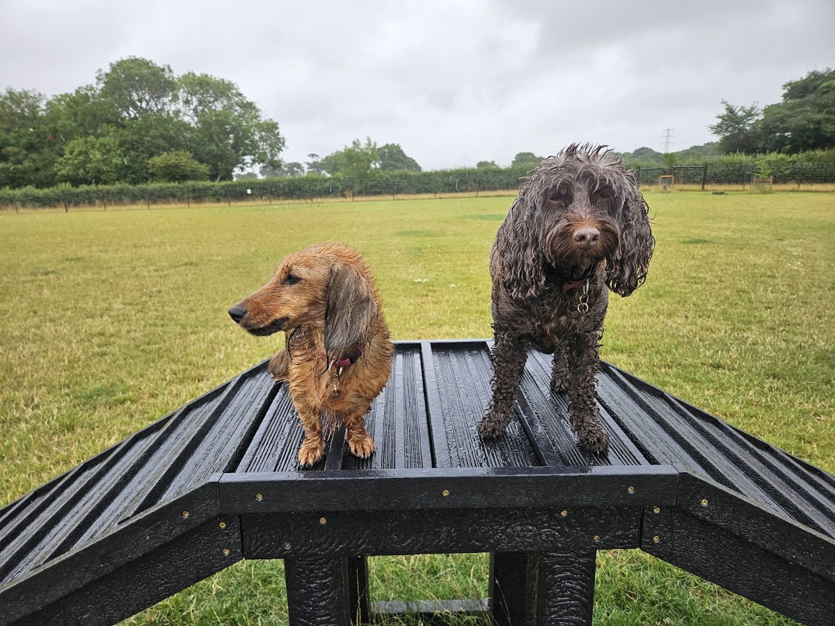 Wagtails Walk (at Oulton Dog Park) secure private dog field in Oulton Broad, NR32 5DL
