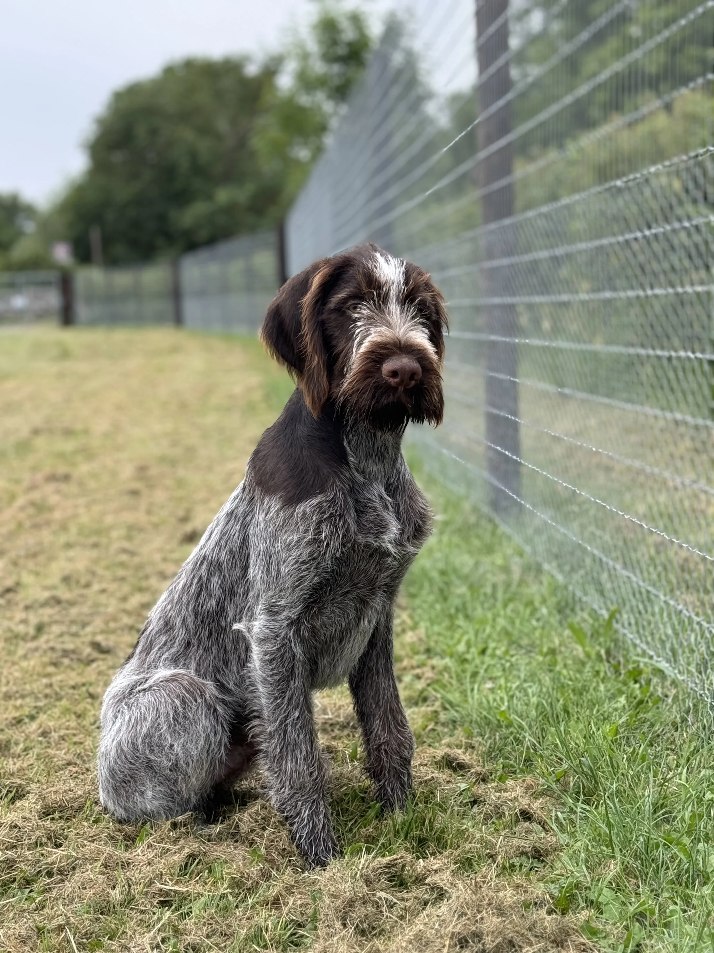 Grantchester Secure Dog Walking Paddock secure private dog field in Cambridge, CB3 9NB