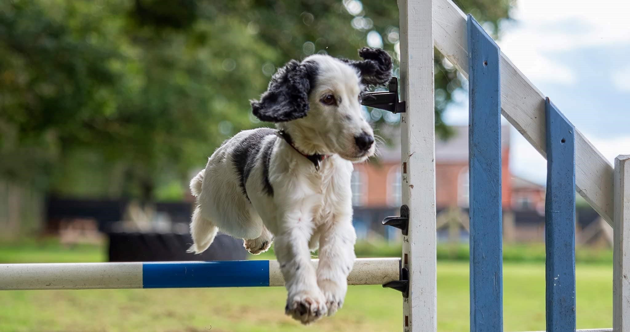 Happy Tails dog park Ledsham secure private dog field in Cheshire West and Chester, CH1 6EZ