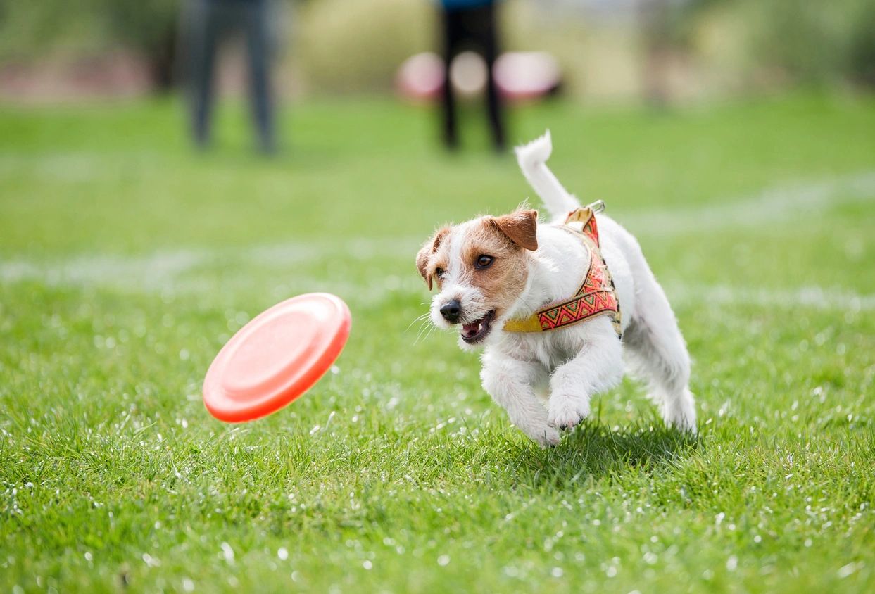 Paws 2 Play Dog Park secure private dog field in Bourne, PE10 0RH
