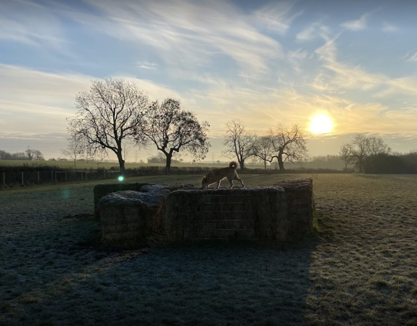 Petsercise secure private dog field in St. Neots, PE19 5DH