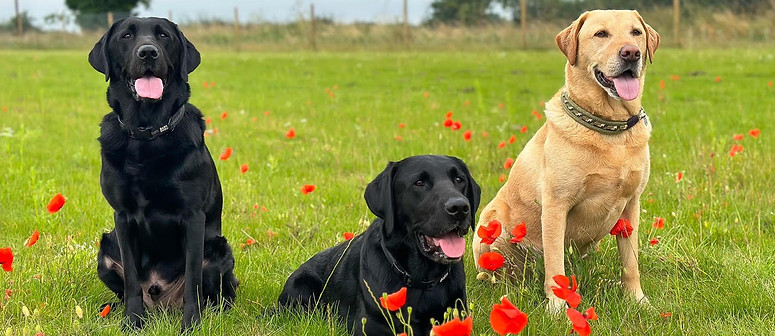 Chedgrave Dog Park secure private dog field in Norwich, NR14 6BS