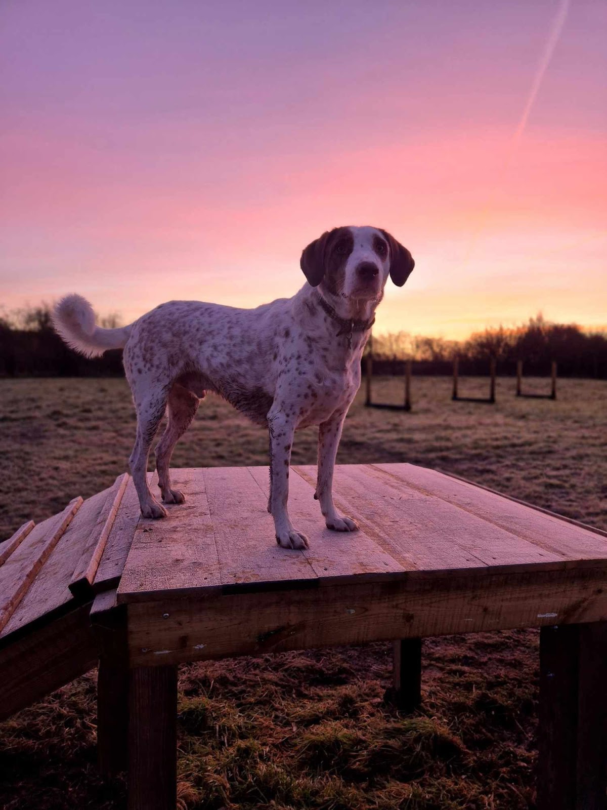 Thoulstone Dog Park secure private dog field in Thoulstone, BA13 4AQ