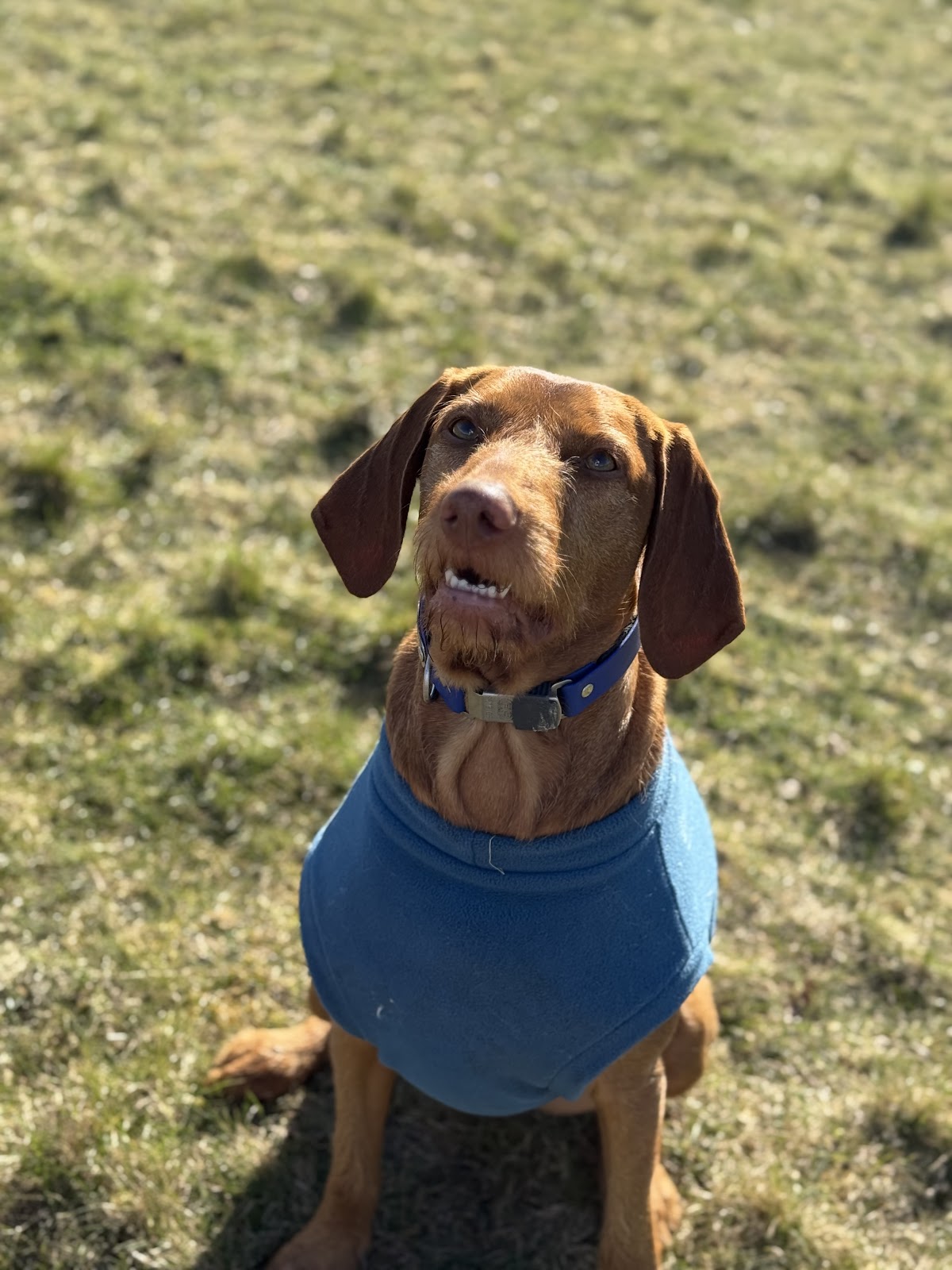Hounds of Hertfordshire dog field secure private dog field in Stevenage, SG2 7HG
