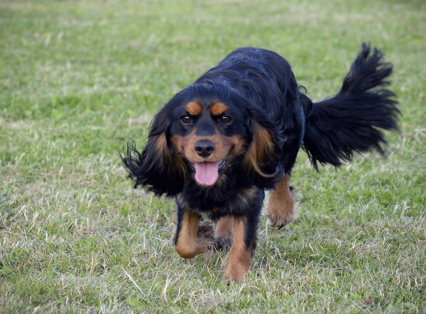 Overton Waggle Park secure private dog field in Alexandria, G83 0LJ