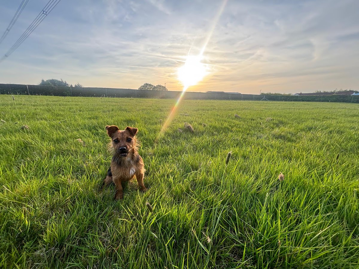 Chesterfield Dog Park secure private dog field in Chesterfield, S44 5UN