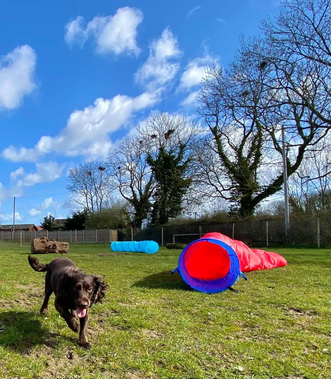 K9 Unleashed secure private dog field in Norwich, NR13 6EQ