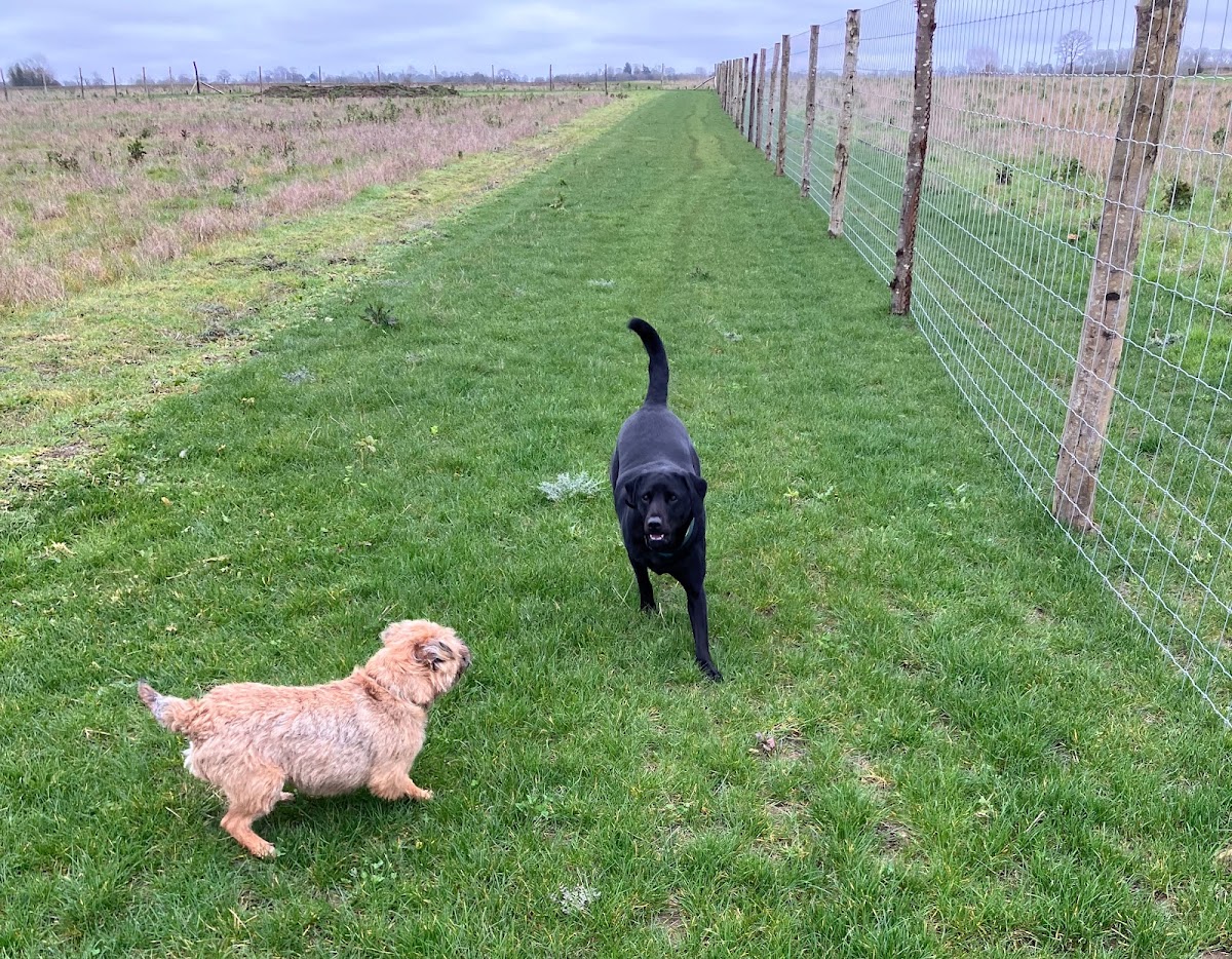 Old Way Dog Fields secure private dog field in Woodbridge, IP13 9BZ