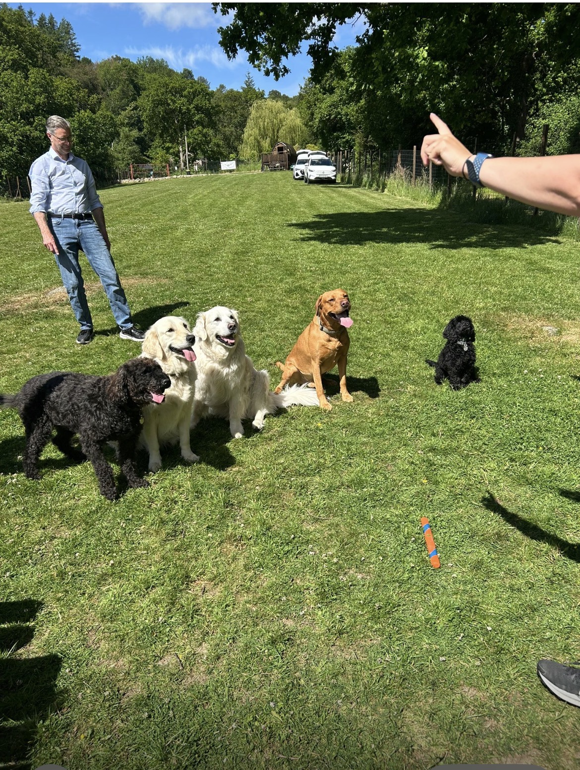 Tyddyn Bach Dog Park Homeboarding and Daycare secure private dog field in Henryd Rd, LL32 8EZ