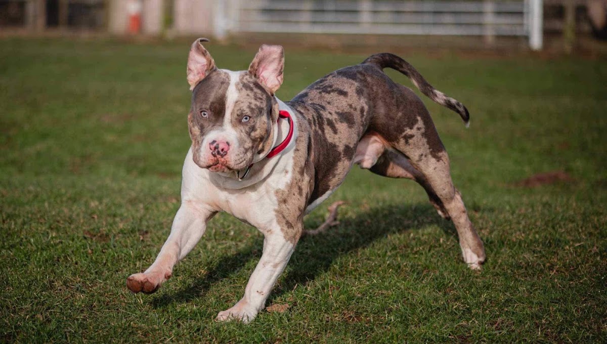 Safe and Hound secure private dog field in Berkswell, CV7 7BY